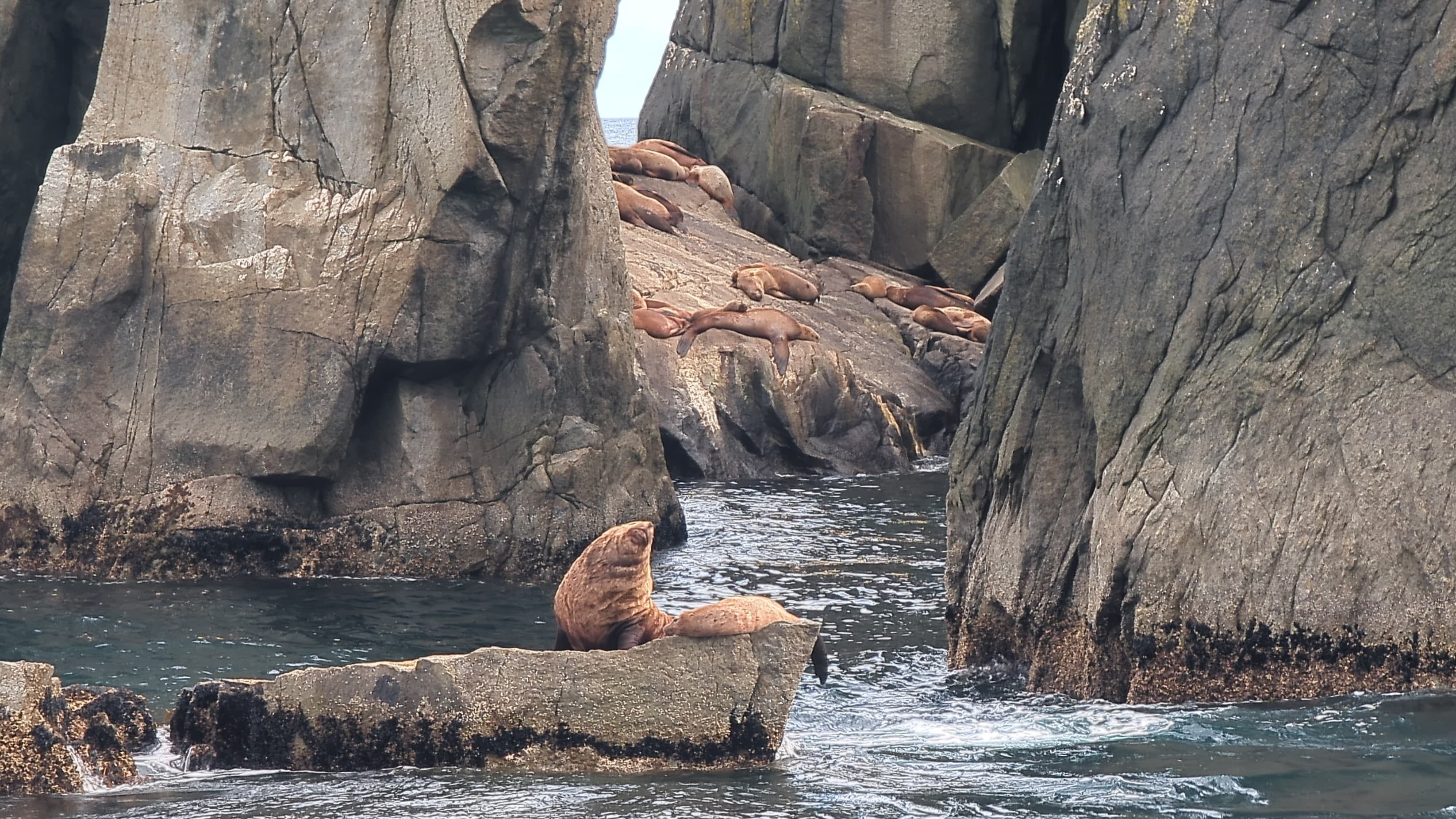 Kenai Fjords National Park cruise